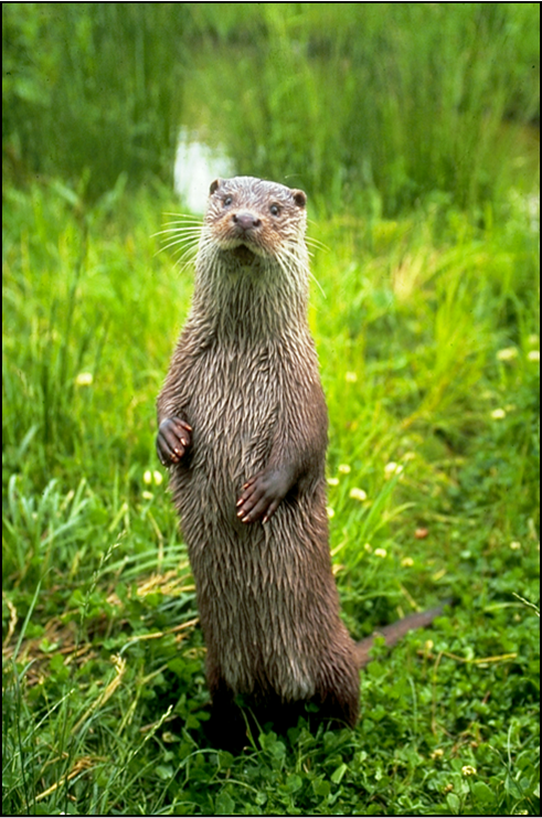 Aussehen Körperbau OTTER SPOTTER