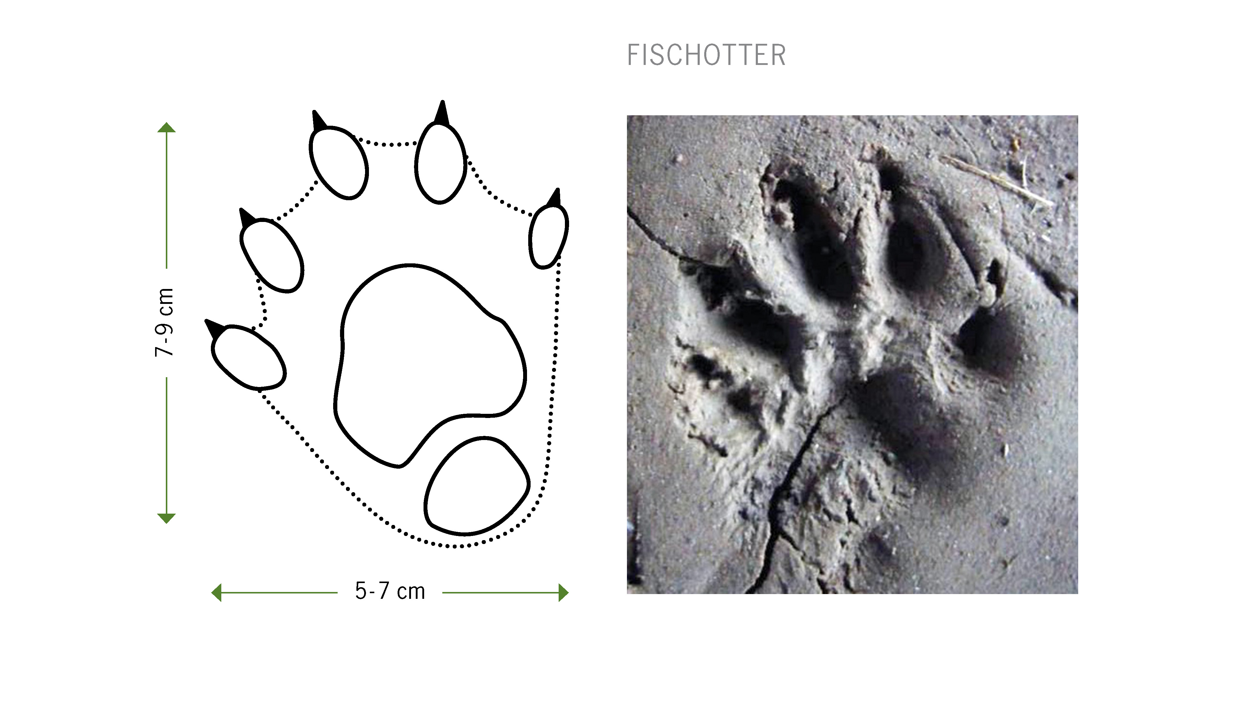 Otter Tracks